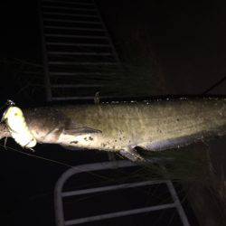 ナイトウォーカー